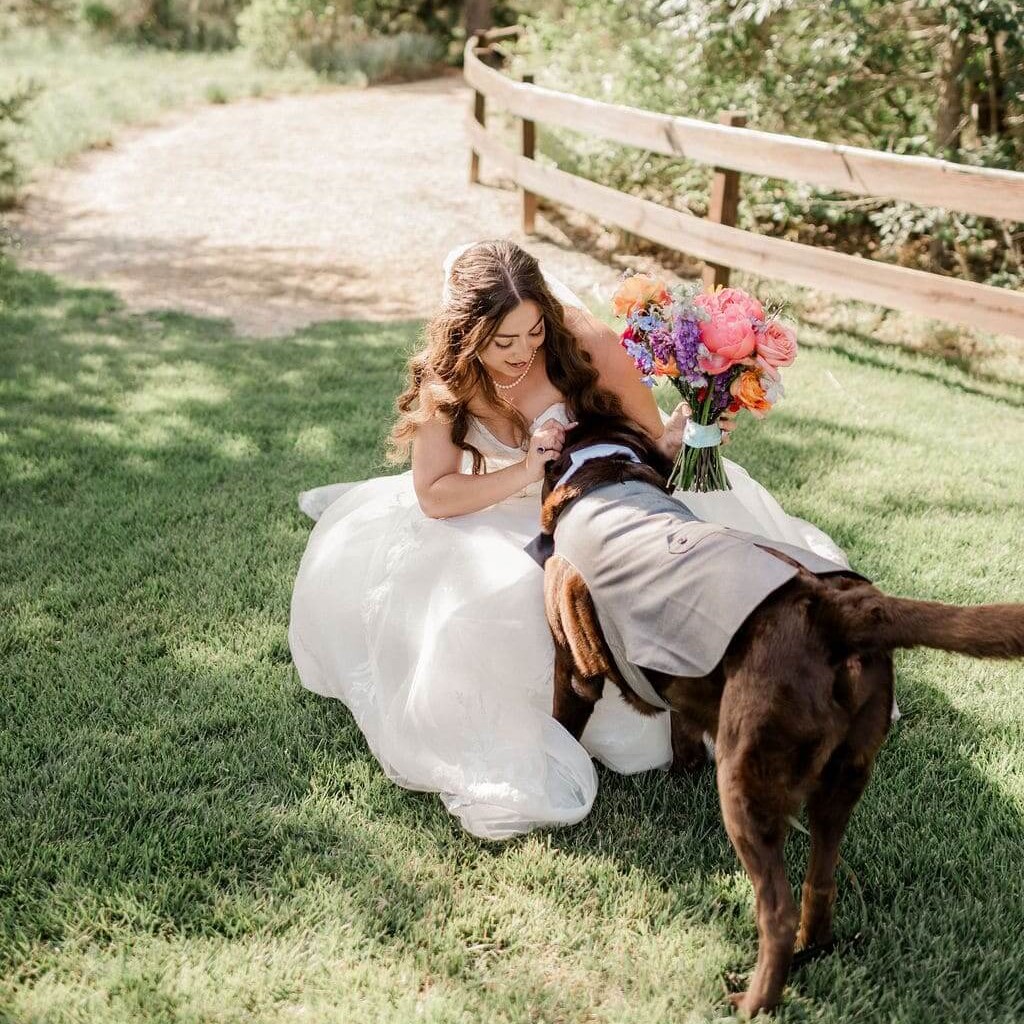 A bride holding a colorful bouquet is playing with a dog dressed as one of the groomsmen.